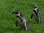 linux